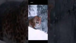Rowdy tiger 🐯❤️ #viralshorts #nature  #trending #tiger #animals