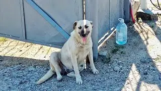 Senior Homeless Dog Living at Bus Station all her Life finally Feels Love