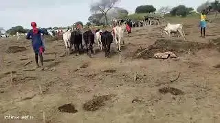 Nyang akoch,Lurchuk cattle camp