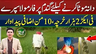 Foliar spray formula on wheat | Increase wheat grain size | Kissan Kary Naam | EP 54