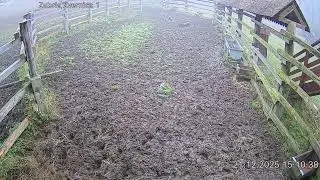 Zubria zvernica (cam212) 21.12.2025 o 15:12