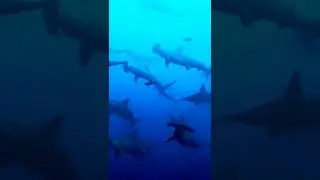 To many hammerhead sharks ❤
