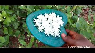 How to get More Jasmine in Summer Season# మల్లె పువ్వులు ఎక్కువగా రావాలంటే............ ఇలా చేయండి#