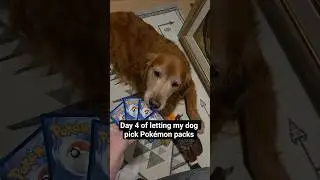 Day 4 Dog picks Pok&eacute;mon packs #30daysuperfans #pokemon #pokemoncommunity