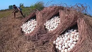 Top amazing! A farmer picks up many duck eggs from under the grass with his lucky hand.