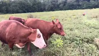 Mineral feeder and Whale Tail 20250923 #rotationalgrazing 