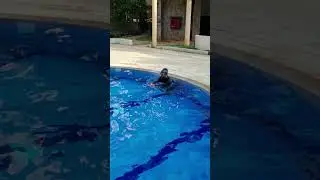 Swimming Dolphin 🐬 Kick vs Free Style | Butterfly Dolphin Kicks | How to swim faster #shorts #mrnnm