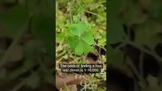 The rare four leaf clover #stpatricksday #lucky #rare
