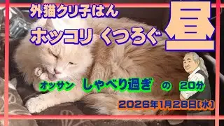 もう一日ホッコリできた昼　外猫クリ子はんとオッサン　オッサン喋り過ぎ。