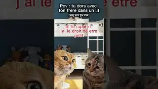 Pov : tu dors avec ton frere dans un lit superpose #chat #humoristefrancais #humour ##dr&ocirc;le