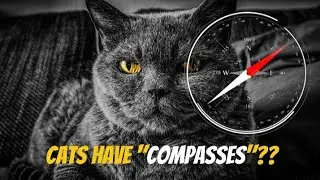 &ldquo;How Do Cats Find Their Way Home From Miles Away?&rdquo;