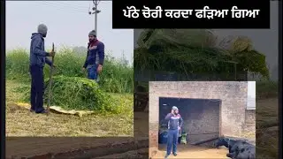 ਪੱਠੇ ਚੋਰੀ ਕਰਦਾ ਫੜਿਆ ਗਿਆ (  punjabi short video ) #india #comedy #comedymovies #punjabicomedy #new 