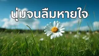 ดนตรีบำบัด ฟังสบาย คลายเครียด (ไม่มีโฆษณาคั่นกลาง) #เปียโนบรรเลง #เพลงผ่อนคลาย #ดนตรีบำบัด