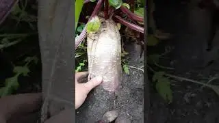 У МЕНЯ ОГРОМНАЯ СВЕКЛЁВА! #фермерство #сад #растение #еда