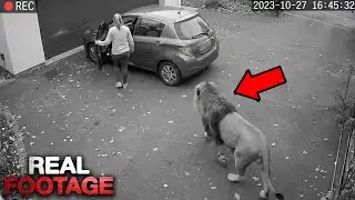When Security Camera Records Animal Attacks