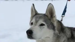 Locations Les Ptits Loups AUTRANS - MÉAUDRE en VERCORS