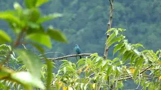 Verditer Flycatcher (Eumyias thalassinus), Kiau, Sabah, Malaysia