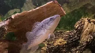 Setting up a new Aquarium for my Murray Cod!!! Ep 1