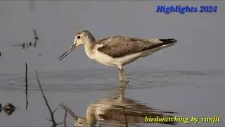 Highlights 2024, birdwatching #highlights2024 #birdwatching_by_ranjit