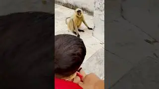 Patli Kamarya More &ndash; Real nature bonding caught #divyanshaurlangurkiyaari #funny #monkey #hanuman