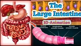The Anatomy & Physiology of large intestine | large intestine animation |