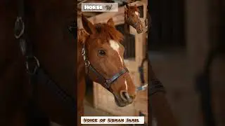Exotic Look Beautiful Brown Horse 🐎 with Charming Hairs #youtubeshorts #shorts #shortsfeed #horse