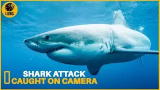 Sharks: Apex Predators and Their Crucial Role in Marine Ecosystems | Animals Fighting