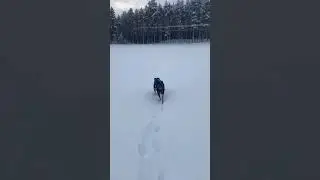 Dog Walking In Snow Day