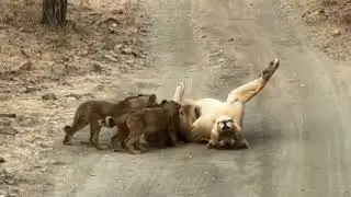 #Tanzaniasafari#safarichannel#kenyasafari#