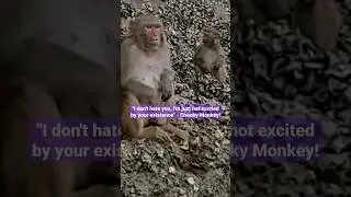 Cheeky Monkeys @ Luon Cave Halong Bay | Full episode link on comments #shorts #shortsvideo #vietnam