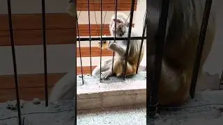 Mini vlog 74 #tmkoc #monkey #shortsvideo