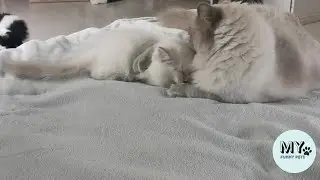 Picking Up Our 2nd Ragdoll Kitten Milo! 🐾
