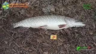 Законопослушные рыбаки к охране природы относятся положительно. Greenda International. 22.01.2020