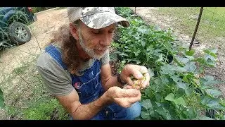 PERFECT Container Vegetable | Dry Weather Crop |  Butter Peas
