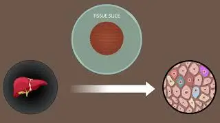 Could tissue slices be a powerful platform for nanomedicine and nanosafety studies?