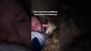 my cat at 2am #cats #funnyanimals #shortsvideo #kitten #funnycats