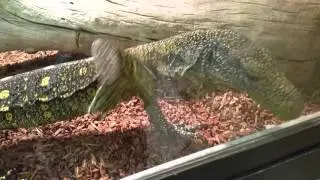 Croc monitor  fresh import.