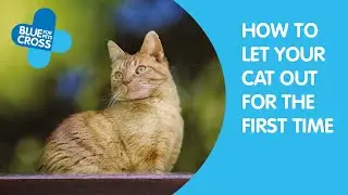 Как впервые выпустить кошку на улицу | Blue Cross