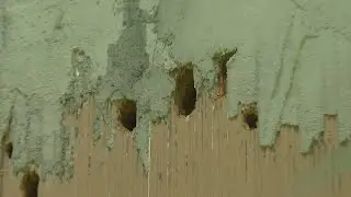How To Protect Your Home From Woodpecker Damage