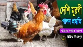 দেশী মুরগী পালন ও চিকিৎসা | Native Chicken Farming and Treatment: Complete Guide | jasalaaviary