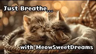 🏥Relaxing Music for Cats | Calming Piano Music for Vet Visits & Surgery Recovery |  MeowSweetDreams