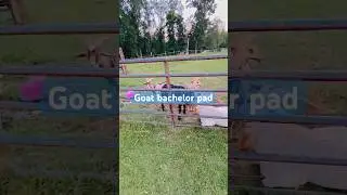 Goat bachelor pad 🐐.          #farming #goats
