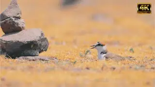 Kentish Plover - Bhigwan Bird Sanctuary