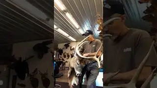 NH Boone & Crocket Buck Taxidermy Timelapse