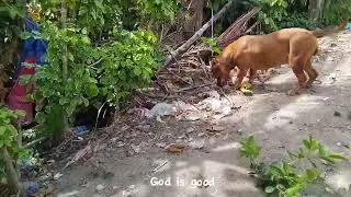 Bully Dog Pit Bull #lekthebestkennel 