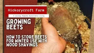Growing Beets | How To Store Beets For Winter Use With Wood Shavings