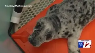 Mystic Aquarium busy caring for sea turtles, baby seal