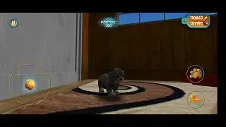 Basic Cat: Meow
