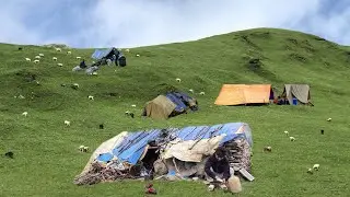 Shepherd's Life In Nepali Mountain Villages During The Rainy Season | Rural Life Nepal |🇳🇵