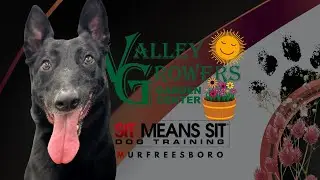 Puma's Fall Shopping Spree | Dog Training + Fall Plants